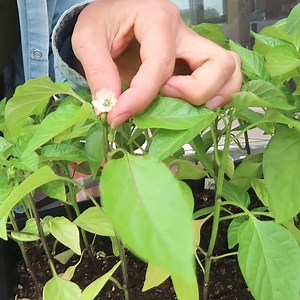 How to Pinch Pepper Plants (and why) - Roots & Boots