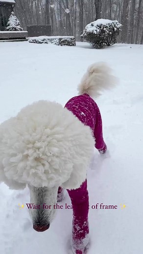 7.1K views · 83 reactions | #poodle #poodlelove #poodlemix #poodlelife | About Poodle | Facebook