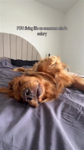 Golden Retriever dog talking and sleeping — living the best life