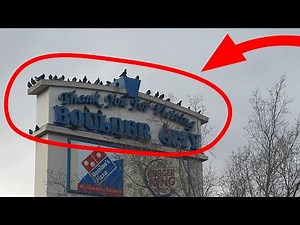 Avitrol- How Avitrol works.