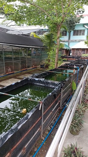 The presence of our collapsible fish pond helps to mitigate the impact of environmental warming. | Philippine Native Chicken