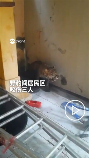 8视界新闻网 on Instagram: "一只爪哇花豹（Javan Leopard）闯入印度尼西亚西爪哇省万隆县的居民区，咬伤三名居民。 印尼《罗盘报》（Kompas.id）报道，这起事件发生在本周四（5日）当地时间上午9点多，这头豹闯入马鲁永村（Maruyung Village）居民区，引发居民恐慌。它一度进入几户民宅藏匿，居民发现后立即向当地警方及西爪哇自然资源保护局通报。 上午10点30分，救援人员在铁栅栏区域将这头豹围堵后，最终使用捕兽网将它救出。 据报道，受伤的三人均已送医，这头豹已被送往加鲁特县的保护机构进行后续处理，随后将放归自然。 https://8w.news/4trWoc8 📸 罗盘报 #worldnews #wildlife #leopard #Indonesia Auto translation might not be accurate. Click to see original."