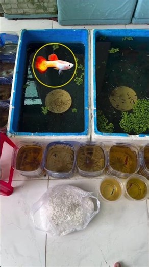 how to use rock salt in Guppy fish pond👍🤗❤✅😊