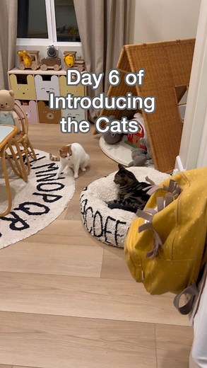 Look at how far they’ve come! | Dontstopmeowing