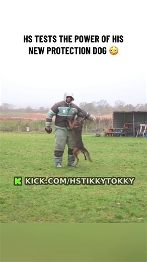 Testing the Skills of a New Protection Dog