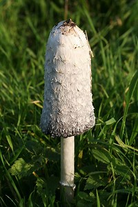 Coprinus - Alchetron, The Free Social Encyclopedia