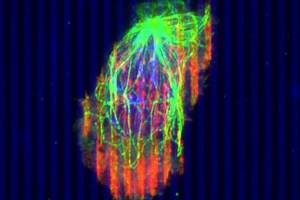 New research optimizes body’s own immune system to fight cancer