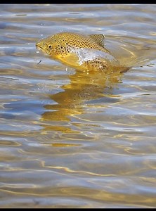 In flight we feast 😮 | Fin Ripple Media