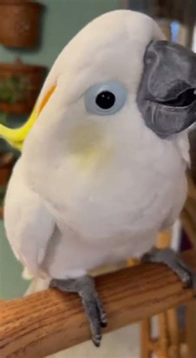 Cussing parrot #Bird ￼