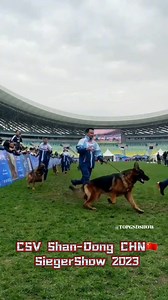 CSV Shan-Dong CHN🇨🇳 Siegershow 2023 Gebrauchshundklasse Rüden VA1 Terz von Yu-Xin🏆 Gruppe | TOP GSD SHOW