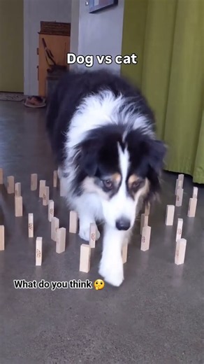 #australianshephard #viral #dog #life