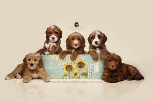 Arizona Labradoodles