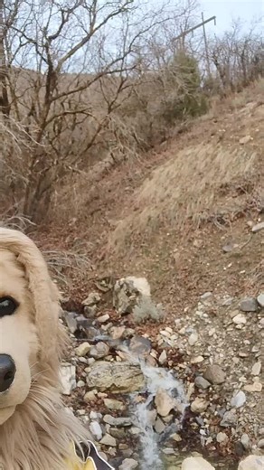 y'all remember that scene in beastars, yeah, that's what I'm referencing fursuit maker is guiwu__ on Instagram #furryfandom #fyp #fursona #furry #fursuit