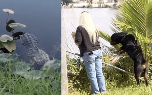 Florida Woman Wrestles Alligator To Save Her Rottweiler Named Maximus | Whiskey Riff