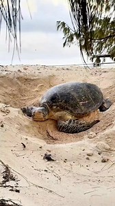 Why does a mother turtle dig a hole? | ARK action