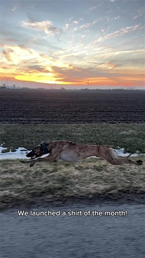 Fun run the pups had tonight! We also launched a t shirt monthly subscription to support our fosters and rescue rehabs! Go check it out I am so excited to share these designs with you ❤️