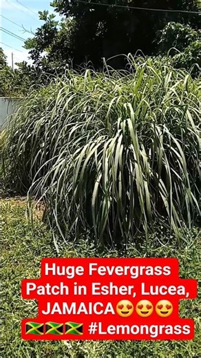 Wellness Grows Here: Lemongrass Patch in Lucea #jamaica 🌿☕”🌱👀🇯🇲🇯🇲🇯🇲😍😍 #wellness #health #herbal