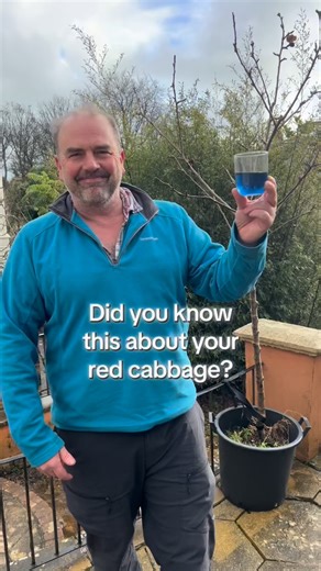 The water after you’ve boiled or steamed your red cabbage can be used to test the pH of your soil. After you’re boiled your cabbage for a few minutes, strain the cabbage leaves (eat these) and then leave to cool. Place the cooled red cabbage water in a jar or glass and add a tea spoon or two of soil. Give it a swirl and then leave the red cabbage water for a few hours. If your water turns pinky red then you have acidic soil (low pH) Blue or purple water means you have neutral soil. (PH of around