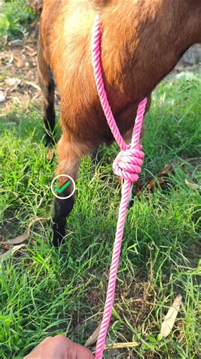 Safe Way to Secure a Goat with a Rope | Beginner Friendly Guide #diy #knots #hacks #tips #shorts