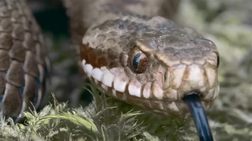 What Really Killed Cleopatra?