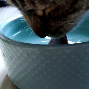 26K views · 720 reactions | Sometimes our furry friends aren't very interested in their water, but in this heat, it's even more critical that they stay hydrated.  We have eight top tips to get your cat to drink more water: https://bit.ly/FCatWaterTips | Cats Protection | Facebook
