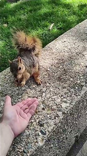 That time I fed a squirrel pistachios [June 4th, 2024] #shorts #short #animals #animalshorts