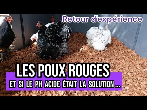 Red mites in the chicken coop...experience with acidic pH bedding