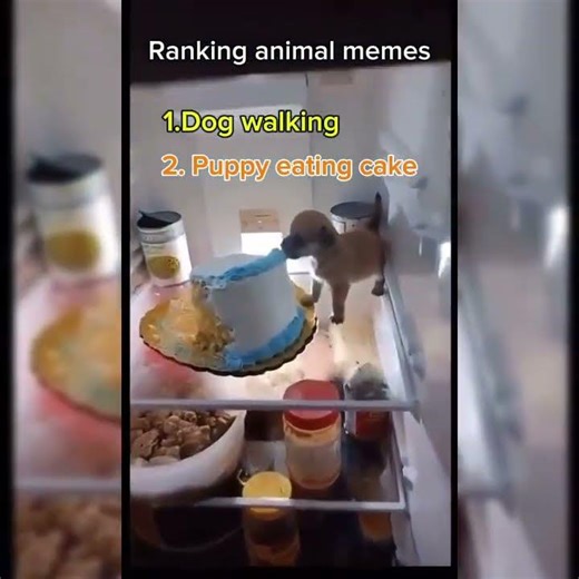 Ranking animal memes #memes #animals #shorts
