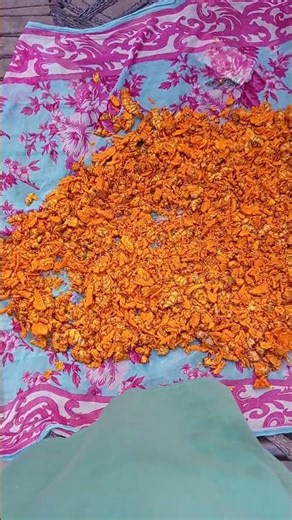 Homemade Haldi Drying on Charpai 🌿 | Natural Turmeric Short