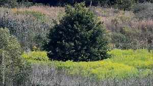 Summer Impressions from the nature reserve in Falkensee (Brandenburg) near Berlin Spandau, Germany
