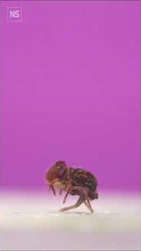 Springtails are nature's fastest spinners 🥴🌀