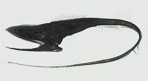Pelican eel - Alchetron, The Free Social Encyclopedia