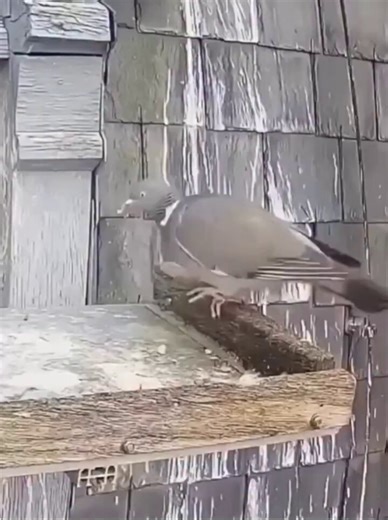 鳩がこれだけアホなんだからゆっくりもこのくらいの解像度でええんよな見たいな尺度になってきてる