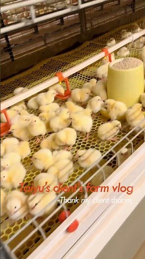 Broiler Farming From Day One To Harvest | Complete Step By Step Guide