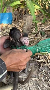 #AnimalLovers#Wildlife#WildAnimals#AmazingAnimals#AdorableMonkey#LittleMonkey#MonkeyWorld