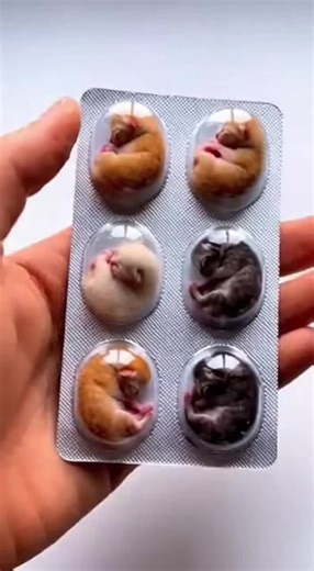 Caring for Baby Kittens: Tips and Tricks