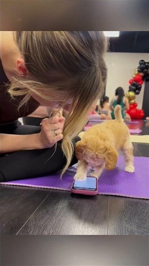 Puppy yoga:Masters of Unwinding 🐶😂#doga #dogsoftiktok #yoga #funny #fry