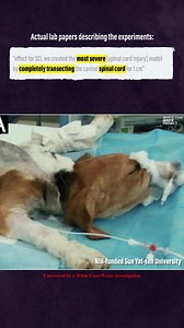 2.8K reactions · 1.1K shares | NIH and DoD are funding a Chinese lab that tortures 300 “cute” beagles/week. You pay the TAX bill! White Coat Waste is leading the campaign to make Trump & DOGE defund it. Get the facts. | White Coat Waste | Facebook