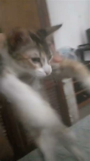 @ChanciChancita bailando bachata XD