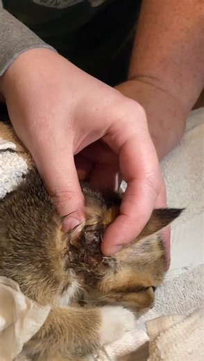 Cuterebra infection may be detectable by swelling below the surface of the skin. Your cat may also show signs associated with the larvae migrating within their tissue. The usual symptoms of cuterebra (maggot) will be a raised opening in the lump so that the maggot may breathe. All CreditsFeral Cat Solutions on Facebook. #kittens #cats #kitten #satisfying #cuterebra #botfly #warble #botflyremoval #viral #cat