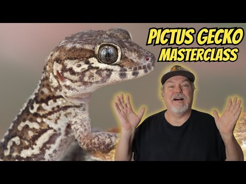 Pictus Gecko Breeding Masterclass!