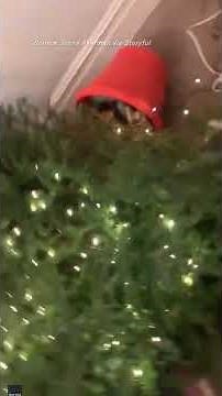 Woman gets stuck under Christmas tree
