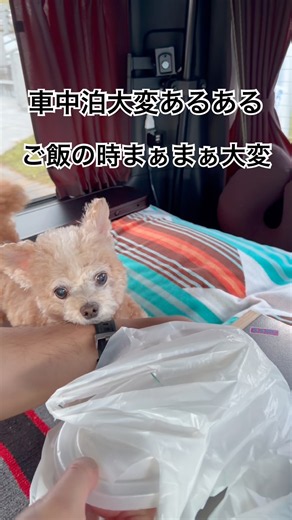 【可愛いわんこ】車中泊大変あるある。ご飯の時が大変だけどうちだけかな？