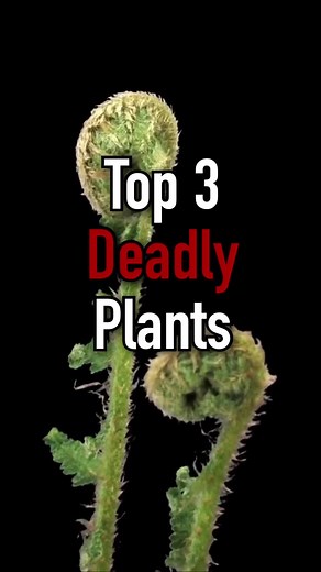 Top 3 Most Poisonous Plants in the World