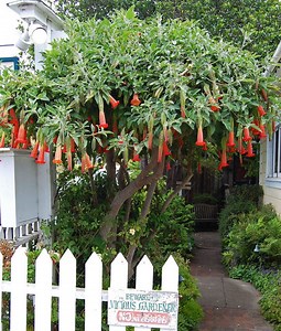 Brugmansia sanguinea - Alchetron, The Free Social Encyclopedia