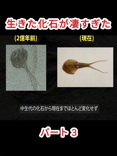 生きた化石が凄すぎた#科学の不思議 #衝撃の結果 #理科実験 #人体の神秘