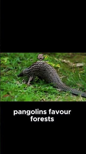Discover the Secret World of Pangolins 🌍 | Nature’s Scaly Wonder!