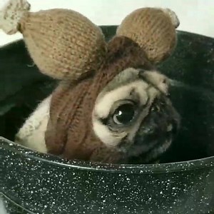 51K views · 725 reactions | This is the proper way to stuff a turkey. 旅 Happy Thanksgiving friends! ❤ ~Honey (and Stevee) | Candy Pugs | Facebook