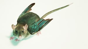 18K views · 102 reactions | Jennifer Doudna is one of the co-inventors of CRISPR, an extraordinary gene-editing technology. What if we could use that technology to create new species of animals? | Big Think | Facebook