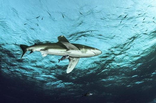 Commensalisme - Définition, types et exemples